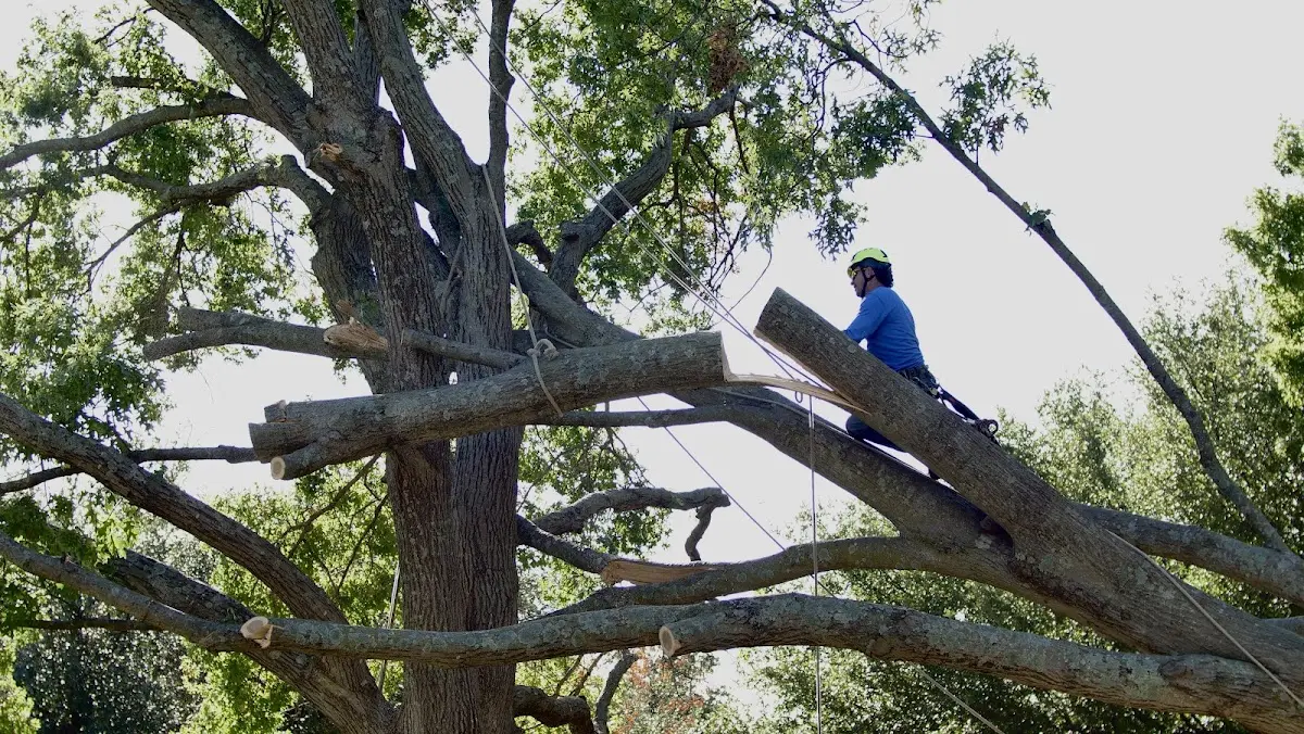 Professional Crown Thinning performed by certified arborists in Saint Francisville