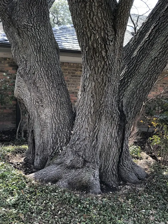 Mature heritage tree close to a Saint Francisville property cared for by certified arborists